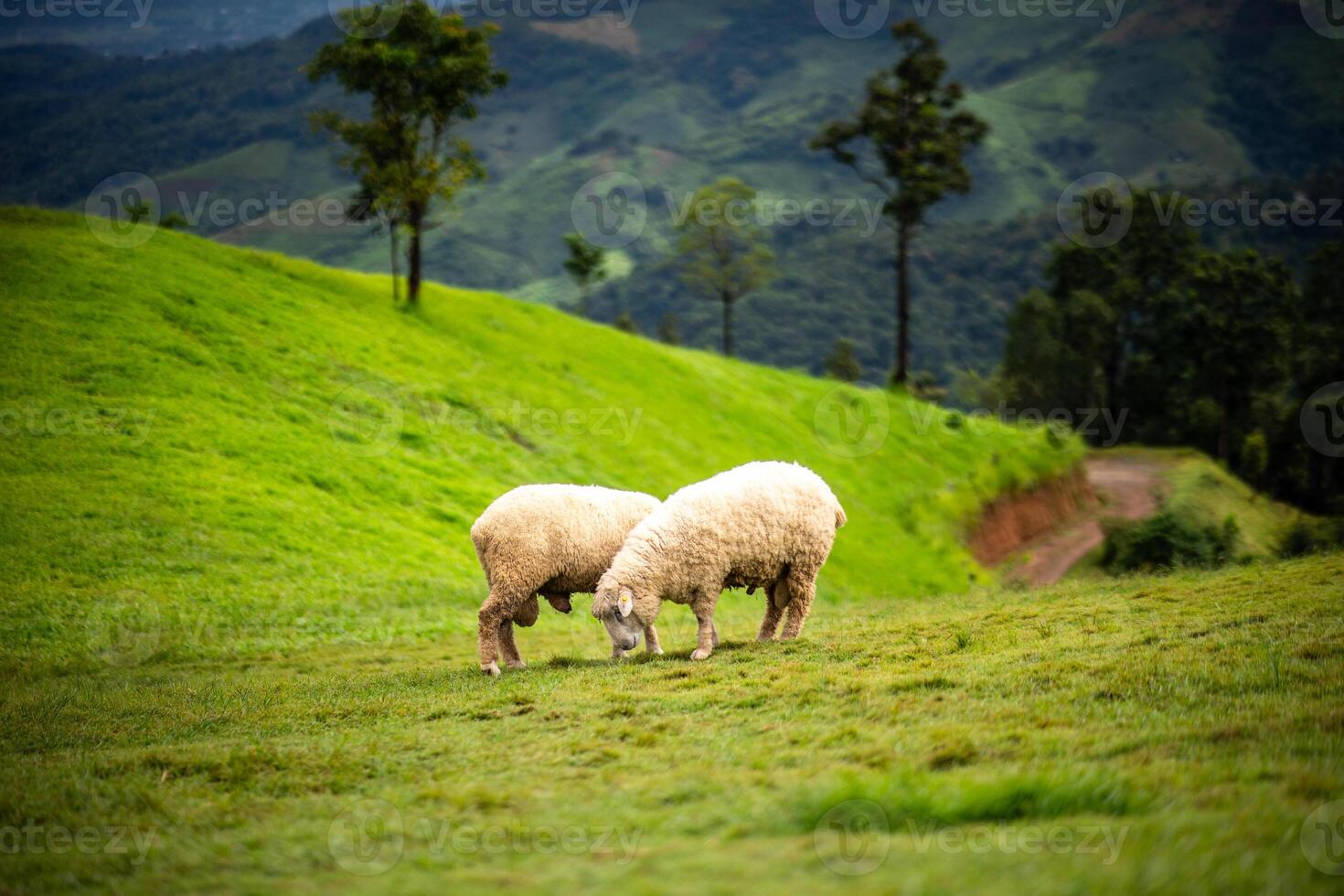 Flock of sheep grazing on the mountain The background is a natural landscape. Mountains and fog in the rainy season of Thailand. photo