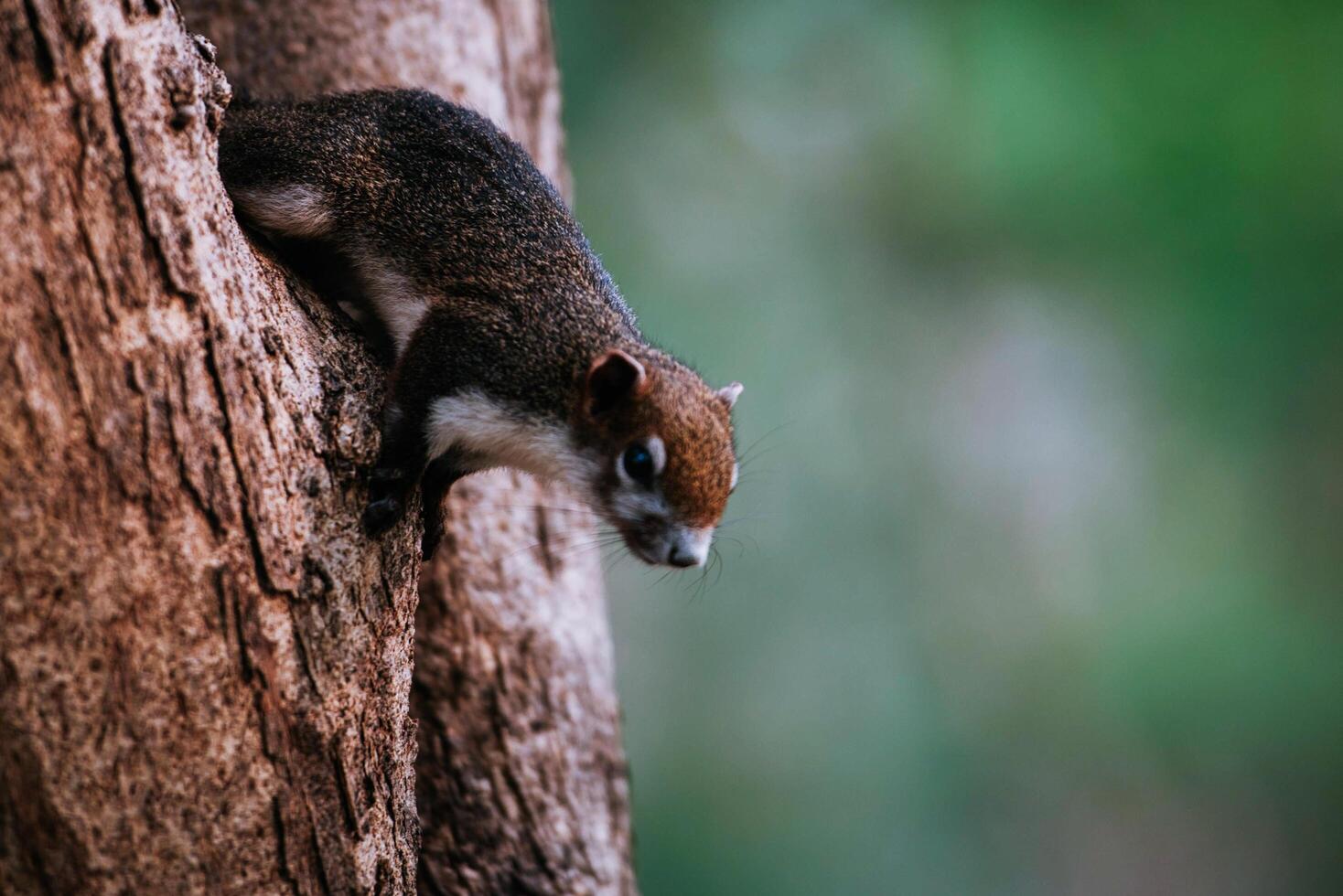 Squirrels eat hazelnuts on green trees in the forest. Mammals photo