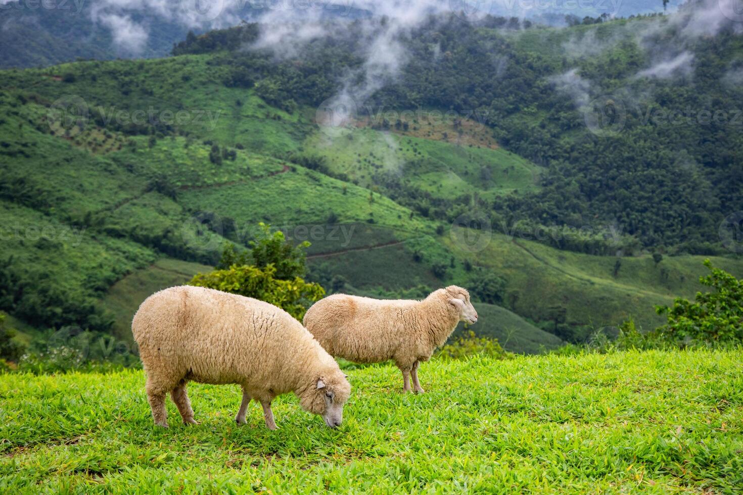 Flock of sheep grazing on the mountain The background is a natural landscape. Mountains and fog in the rainy season of Thailand. photo