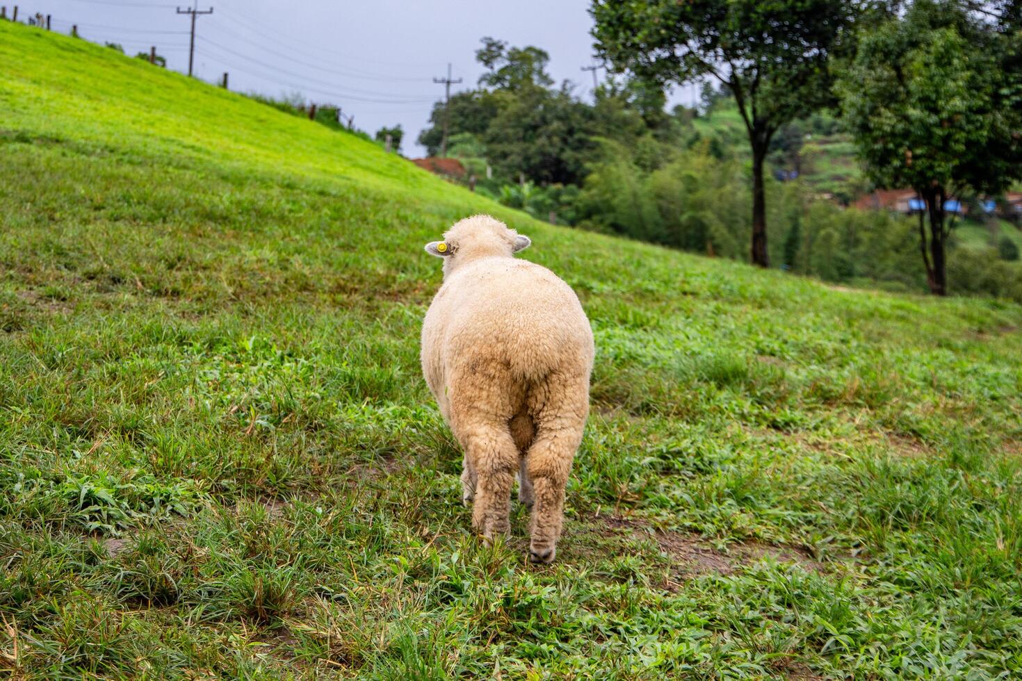 Flock of sheep grazing on the mountain The background is a natural landscape. Mountains and fog in the rainy season of Thailand. photo