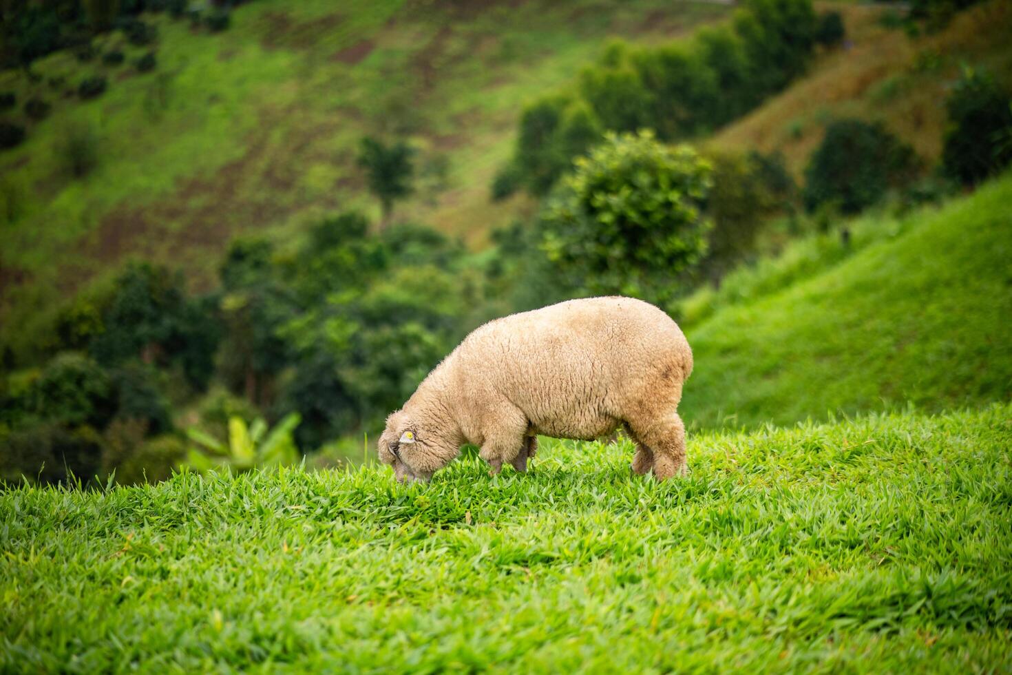 Flock of sheep grazing on the mountain The background is a natural landscape. Mountains and fog in the rainy season of Thailand. photo