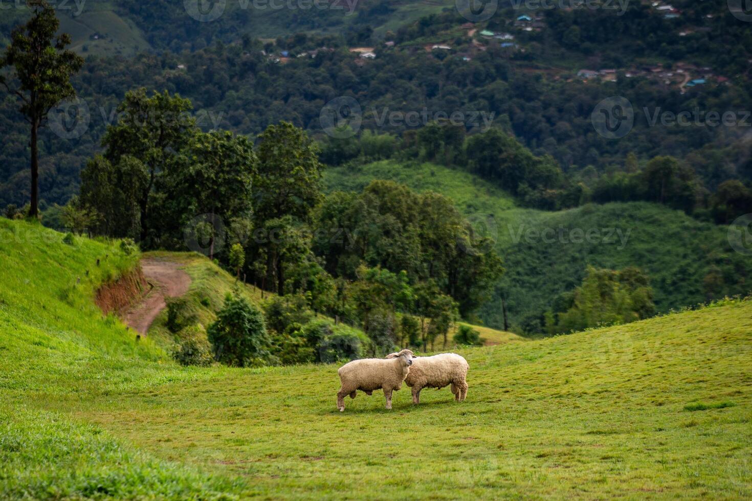 Flock of sheep grazing on the mountain The background is a natural landscape. Mountains and fog in the rainy season of Thailand. photo