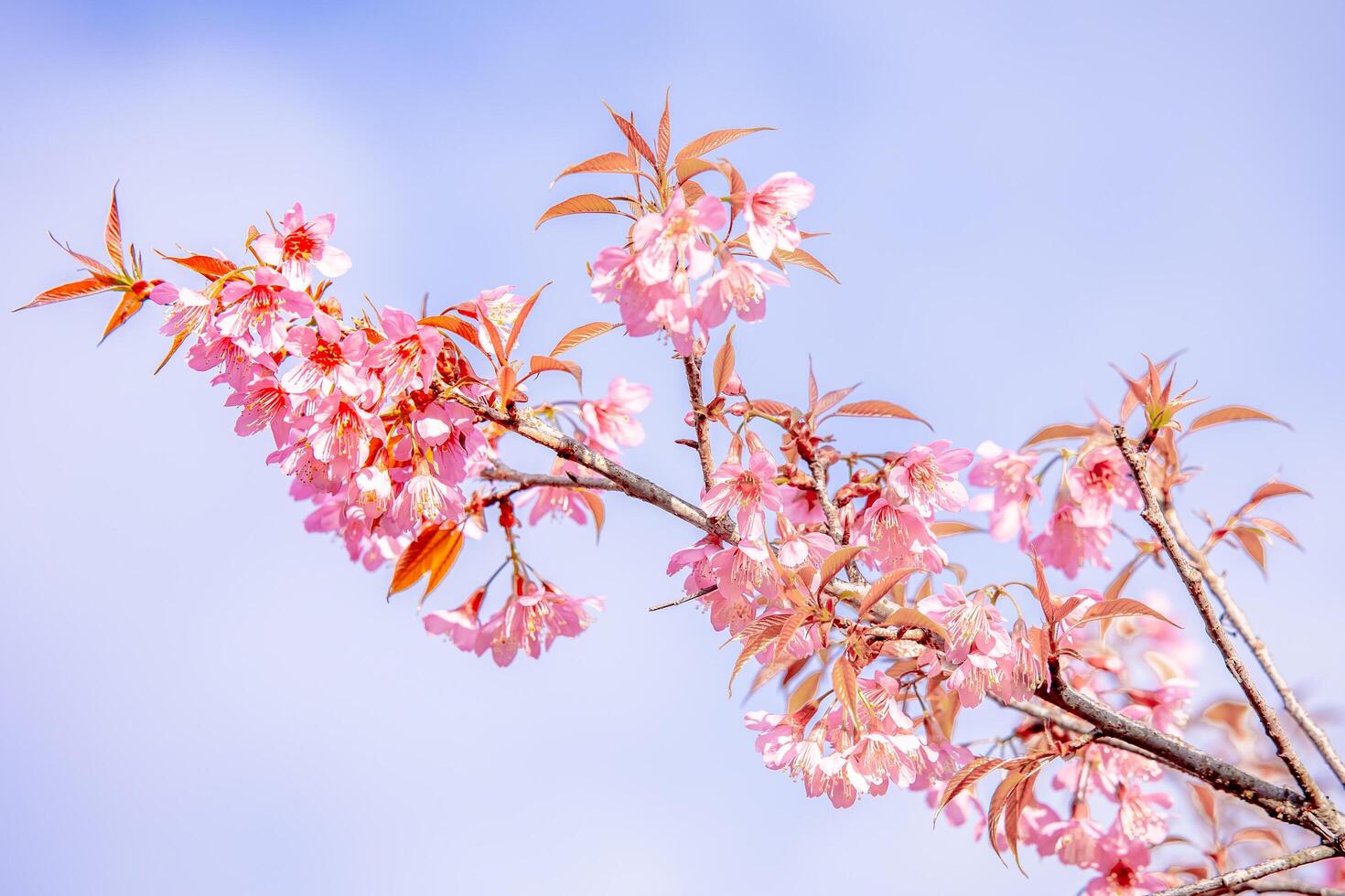 Pink Cherry blossoms blooming and the blue sky in morning Thailand. photo