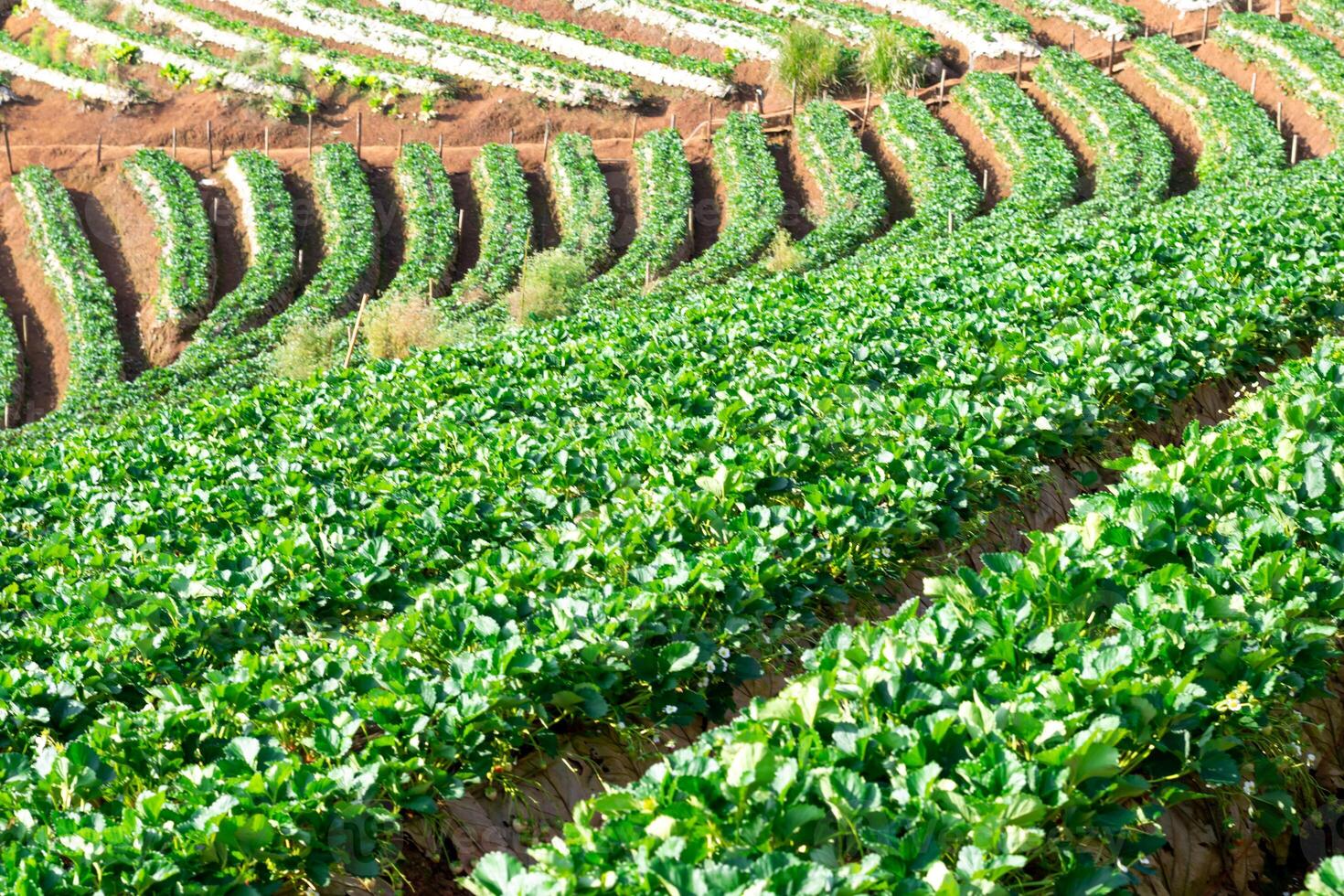 strawberry farm fruit on the mountain nature photo