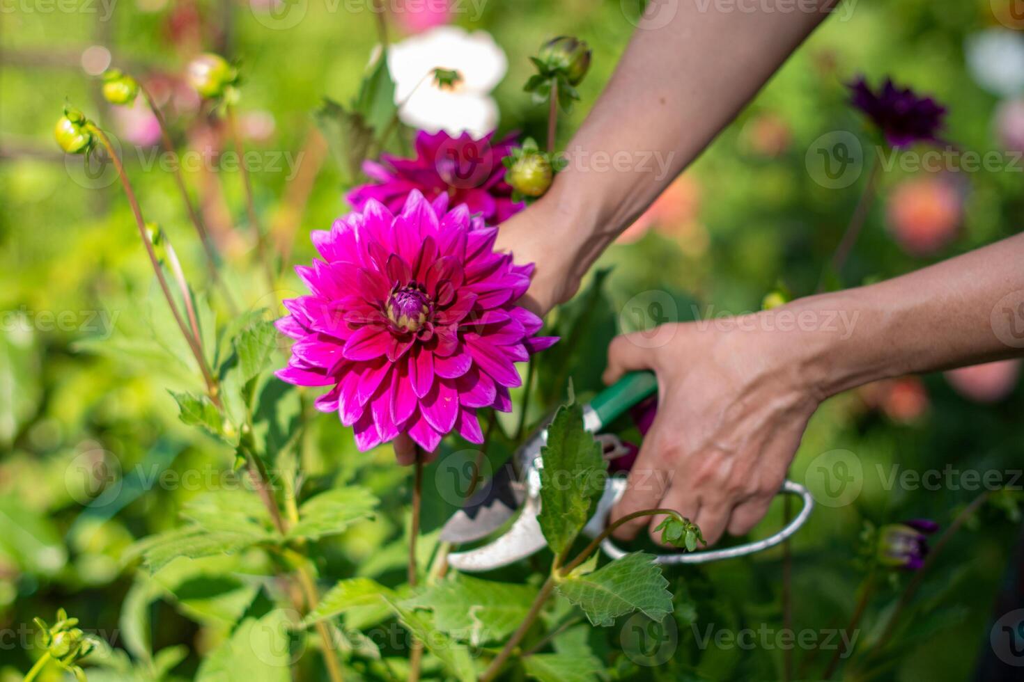 female gardener selects a blooming purple Thomas A. Edison dahlia from a bush for a bouquet, decorative luxury in garden photo