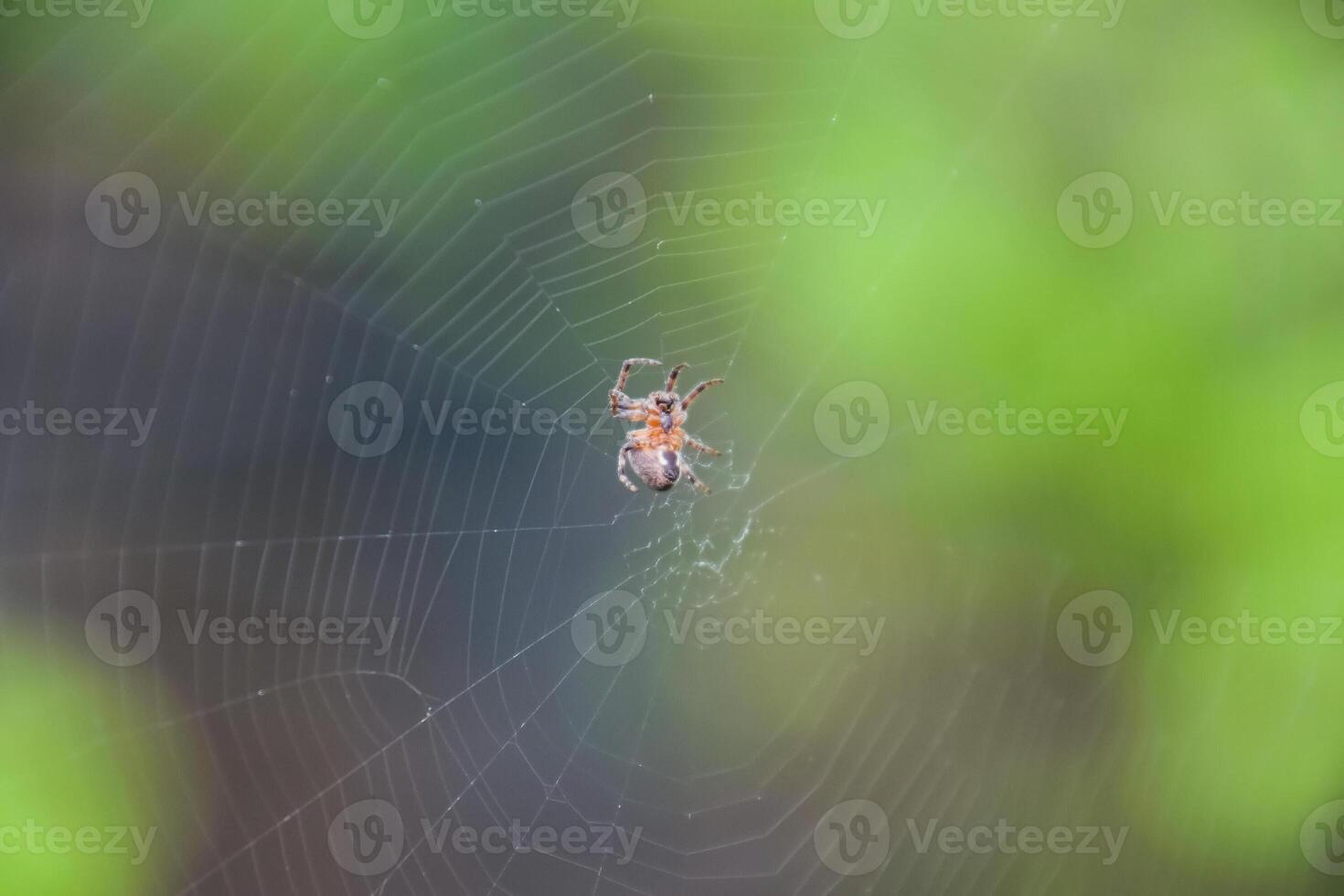 Small spider in his web of Araneus. Lovcen spider network photo