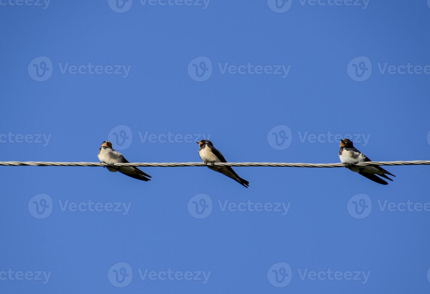 Swallows on the wires. Swallows against the blue sky. The swallo photo