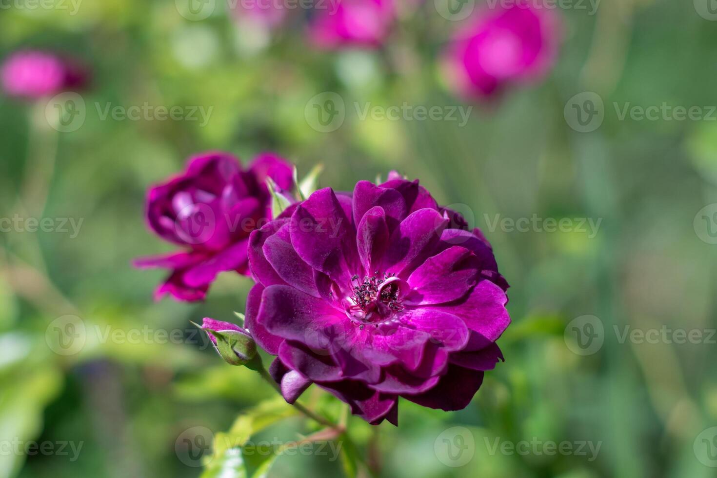 púrpura Violeta mezclado color floribunda Rosa borgoña hielo flores en el jardín, en contra borroso verde hojas foto