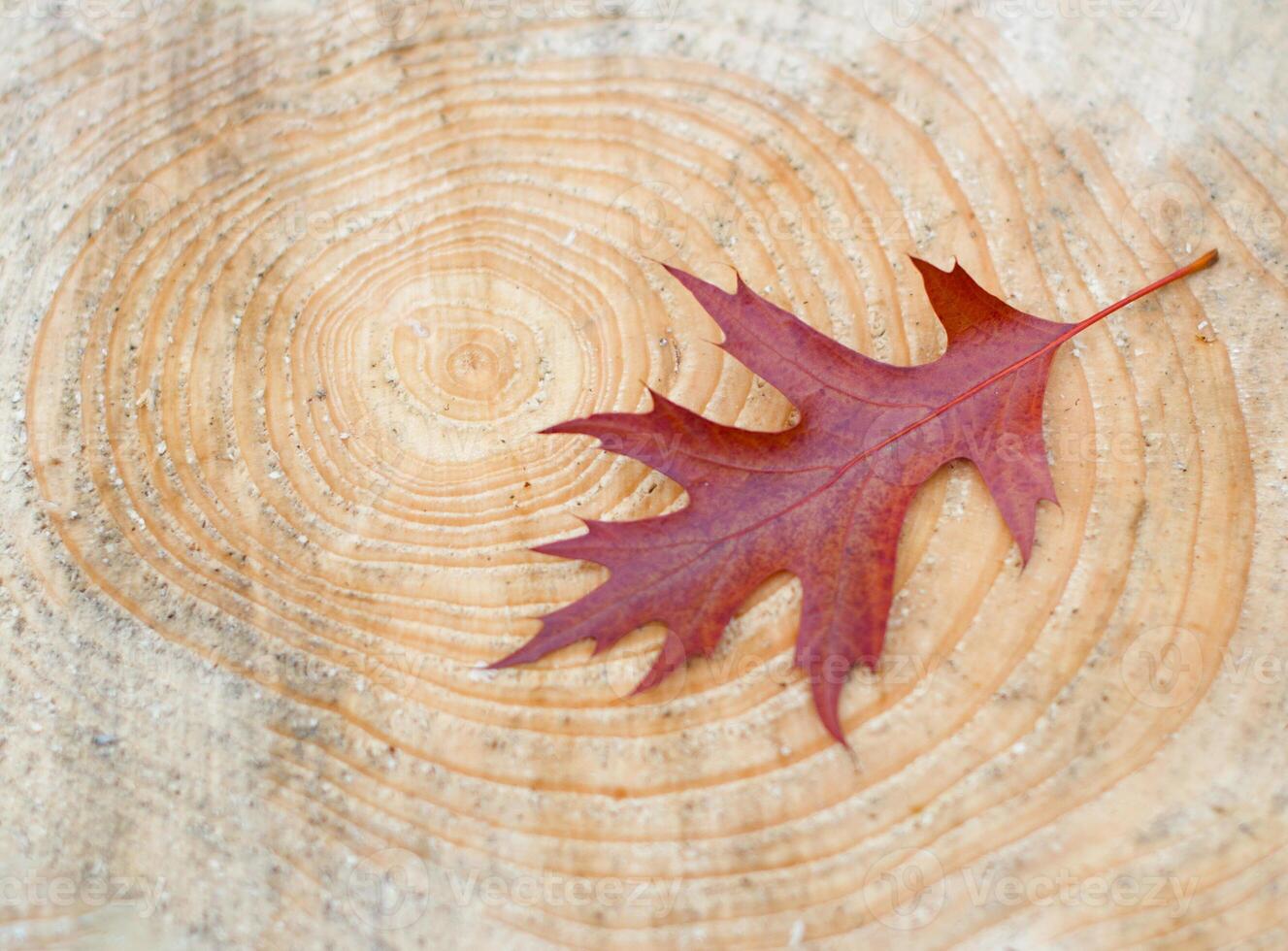 leaf fall, maple crimson leaf on the background of a cut of a fresh felled tree photo