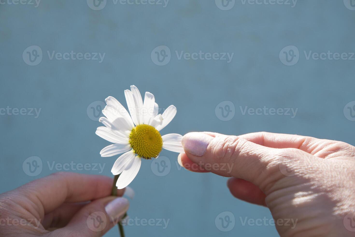 divination on a chamomile, a woman's hand tears off a petal of a chamomile, close up, minimalism, photo