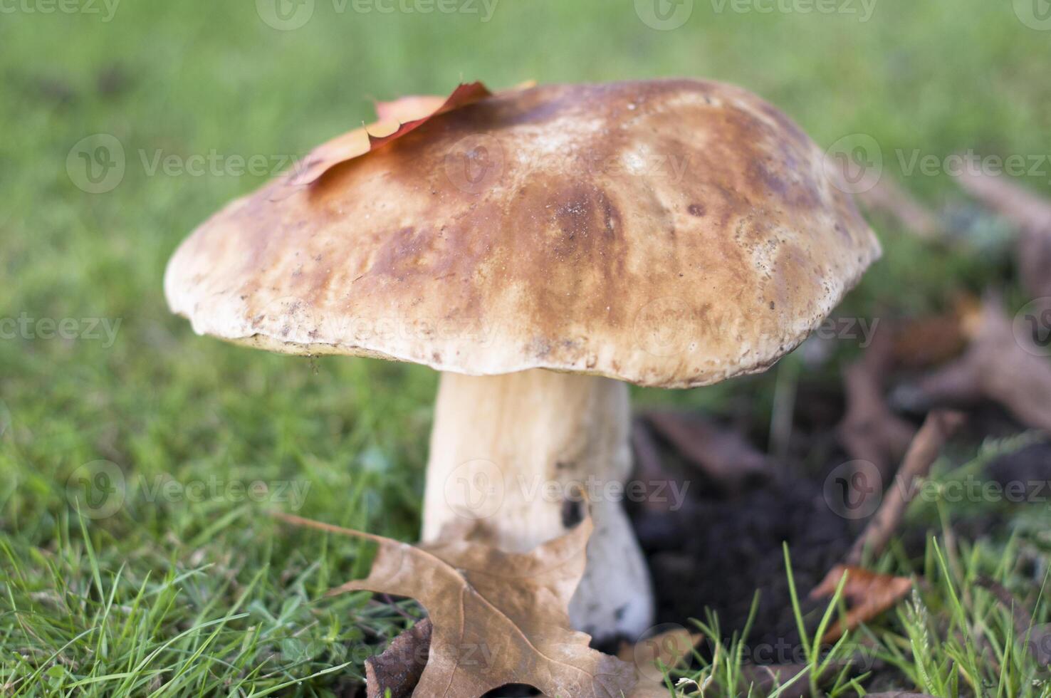 large ripe porcini mushroom grows in the green grass,autumn harvest of mushrooms photo