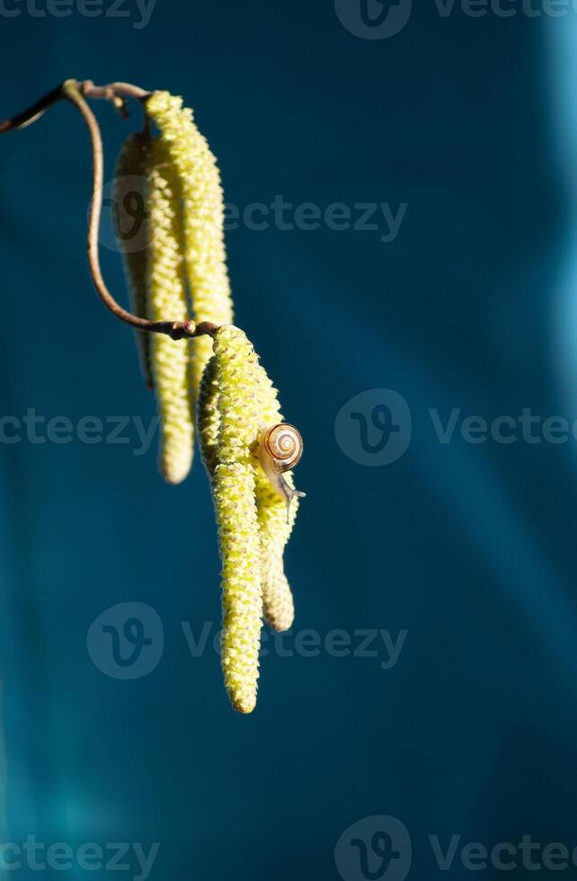 small snail on hazelnut catkins on a blue background insect closeup photo