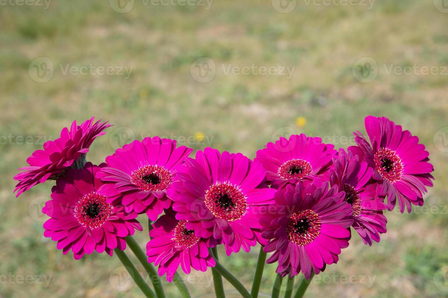 Bouquet of purple gerberas, close angle, spring mood, flower background, gift photo