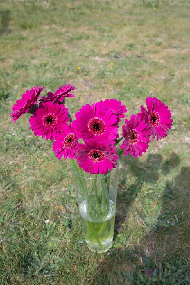 Bouquet of purple gerberas, close angle, spring mood, flower background, gift photo