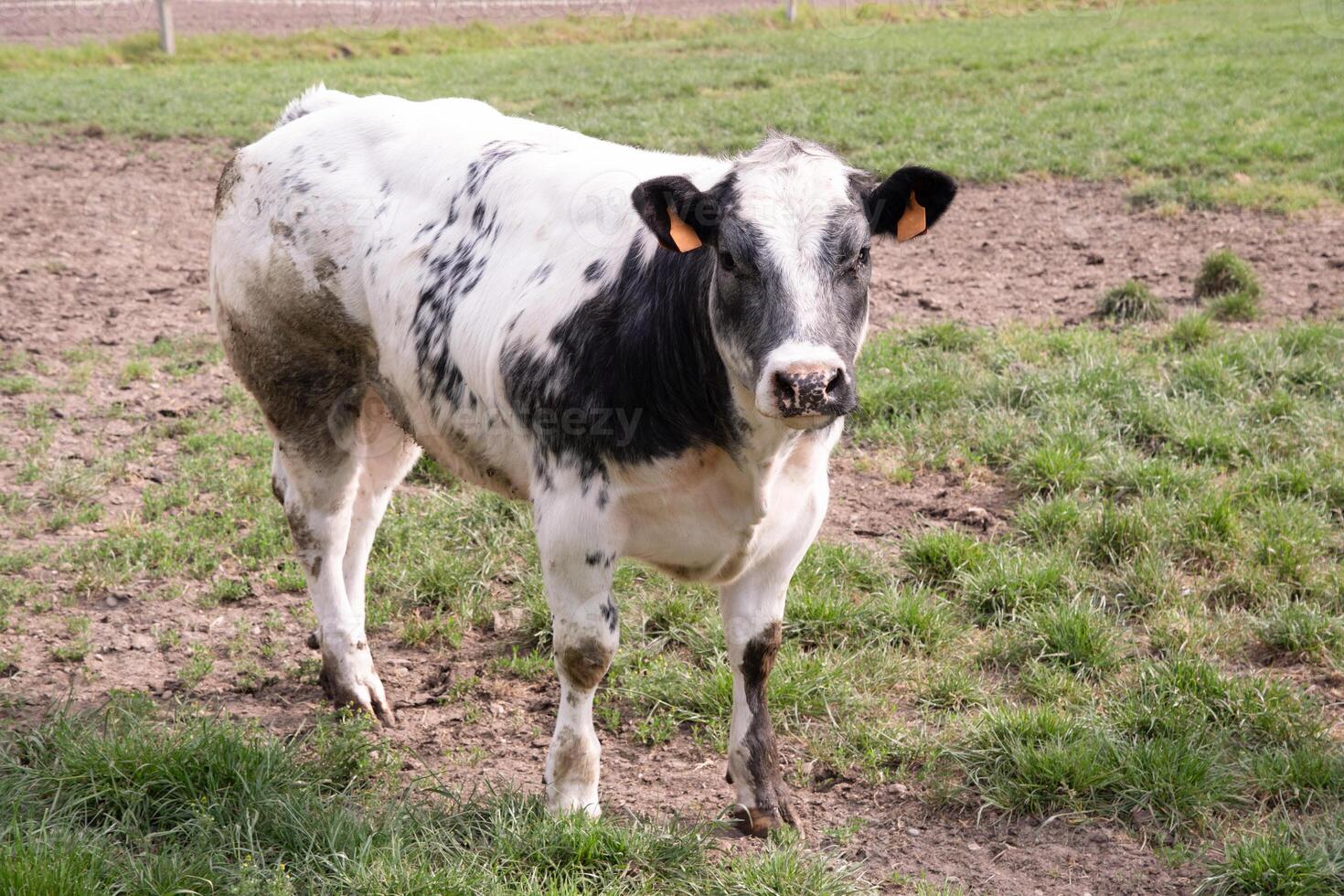 a beautiful white cow graze in a corral on green grass in a countryside photo