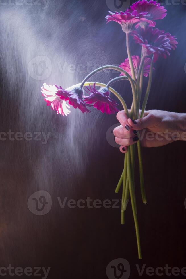 Bouquet of burgundy gerberas in a female hand in backlight on a dark background photo