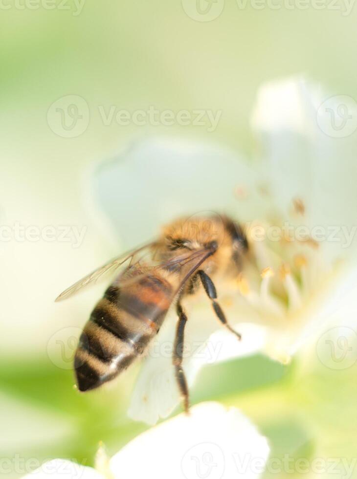 striped bee sits on a jasmine flower and pour over it macro photography insects photo