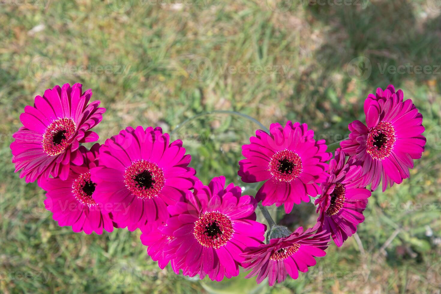 Bouquet of purple gerberas, close angle, spring mood, flower background, gift photo