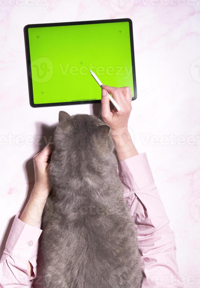 A gray cat sits on a pink marble table next to a tablet, top view, photo