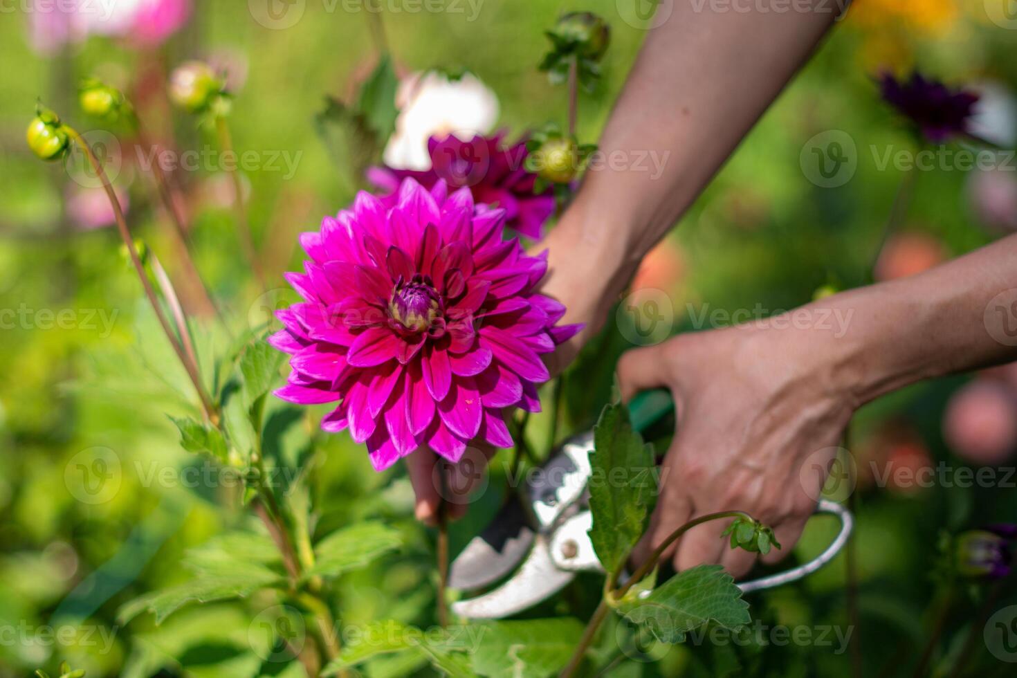 Purple decorative luxury, Thomas A.Edison dahlia in bloom in the summer garden, natural floral background photo