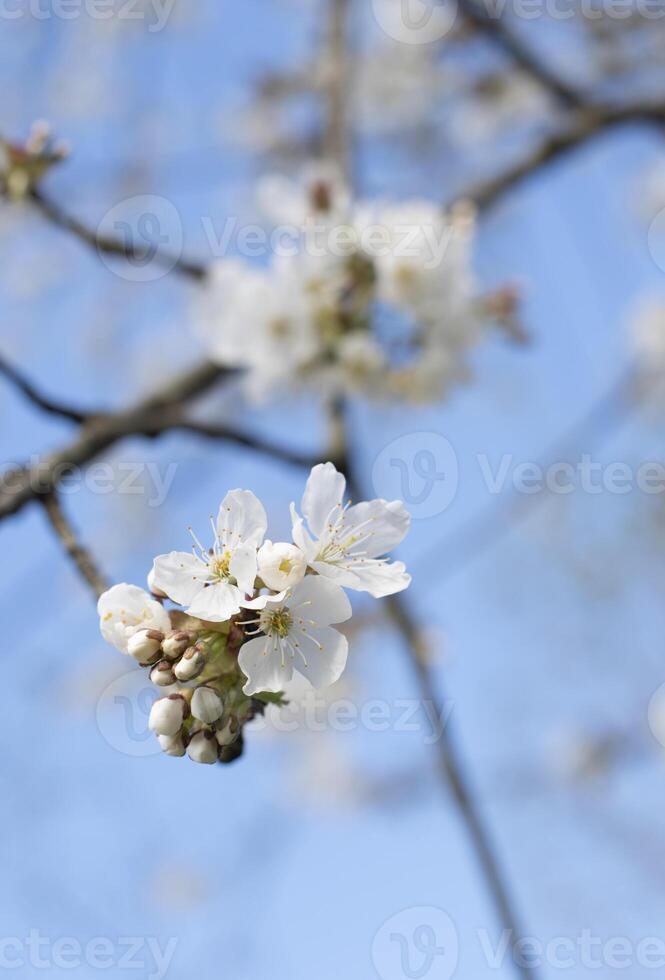 branch of cherry blossoms against the blue sky,flowering of fruit trees, spring photo