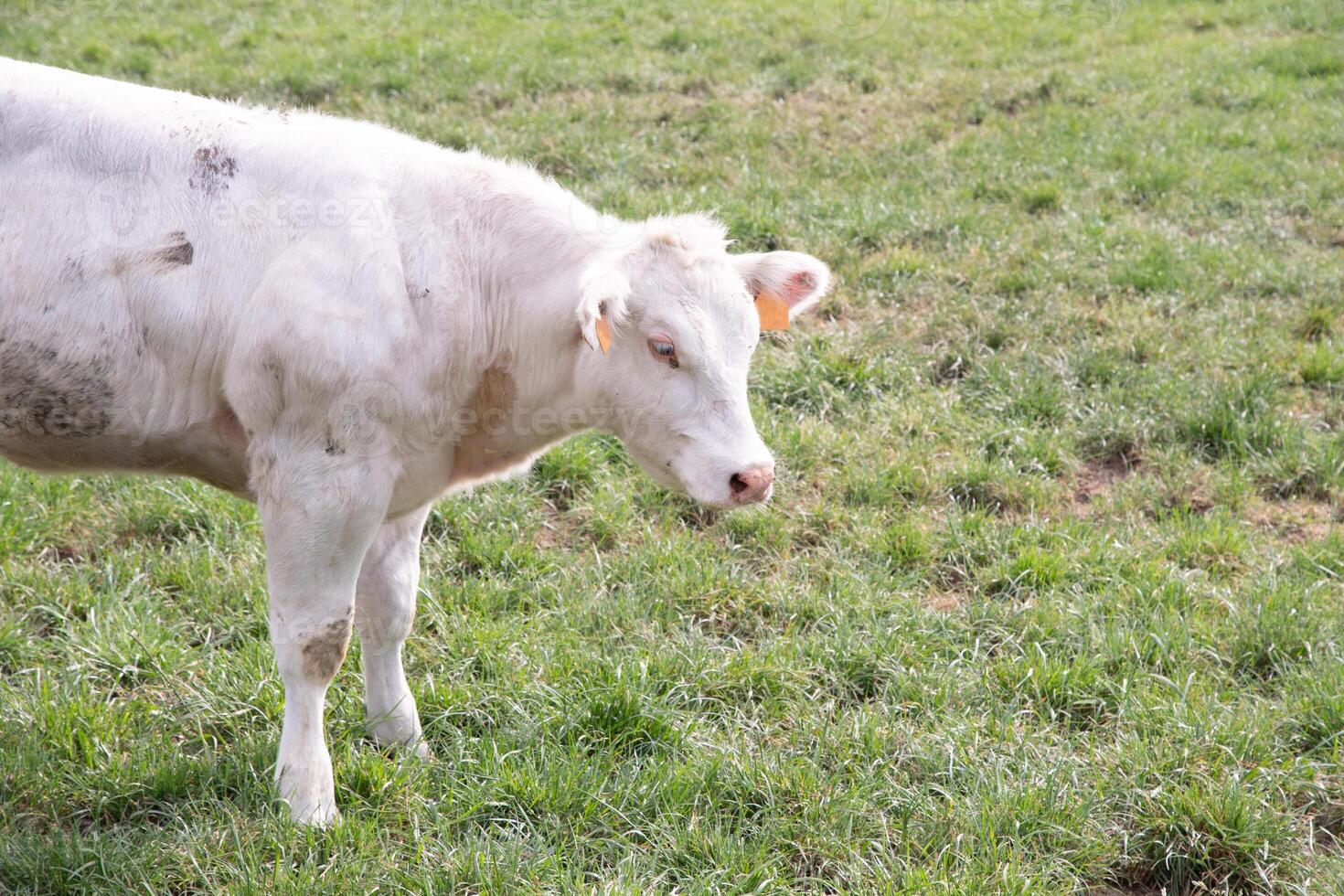 a beautiful white cow graze in a corral on green grass in a countryside photo
