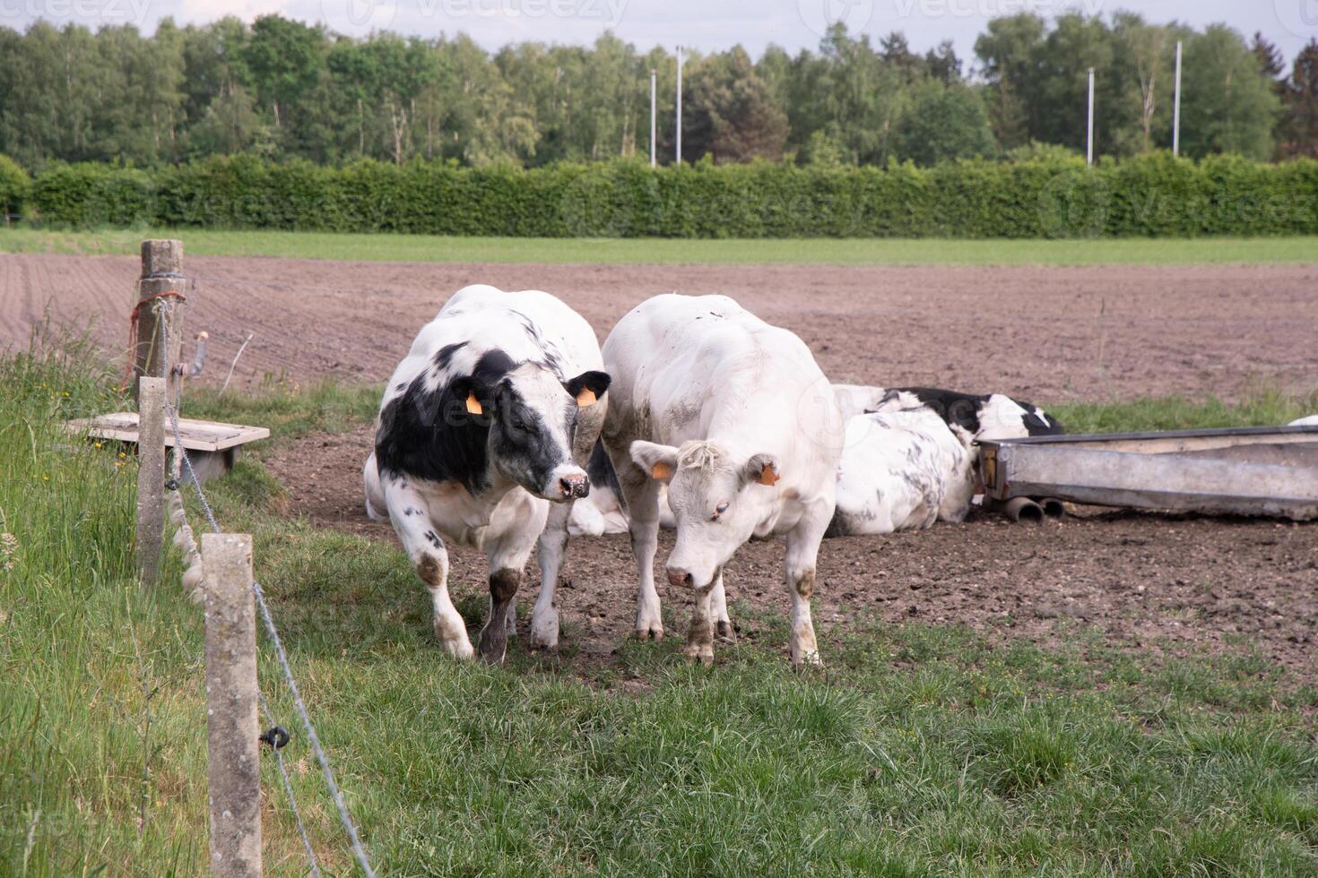 group spotted black and white cows graze in a corral on green grass, rural farm landscape photo