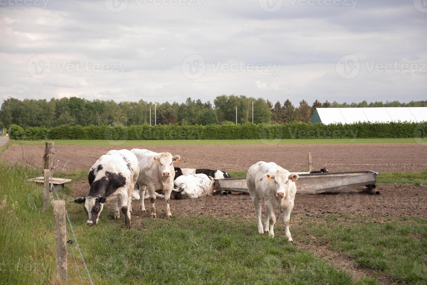 a group of multi-colored black and white cows graze in a corral on green grass photo