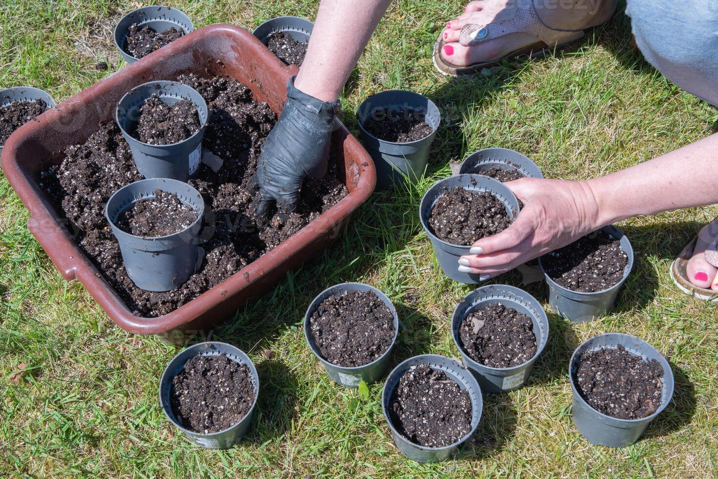preparing pots for seedlings, filling with nutritious soil, seasonal work in the spring in the garden, female hands photo