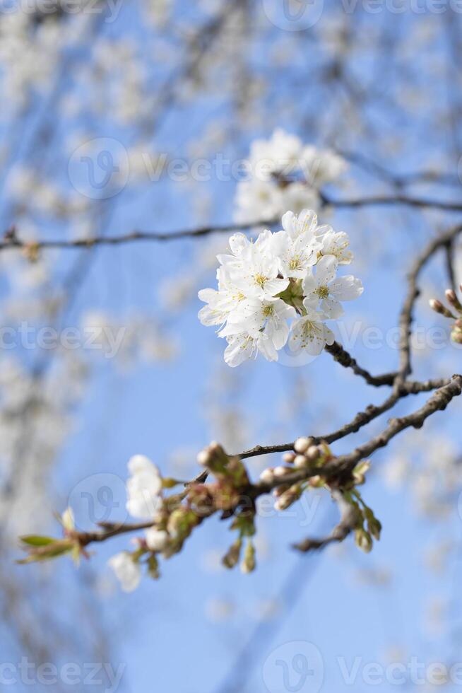 branch of cherry blossoms against the blue sky,flowering of fruit trees, spring photo