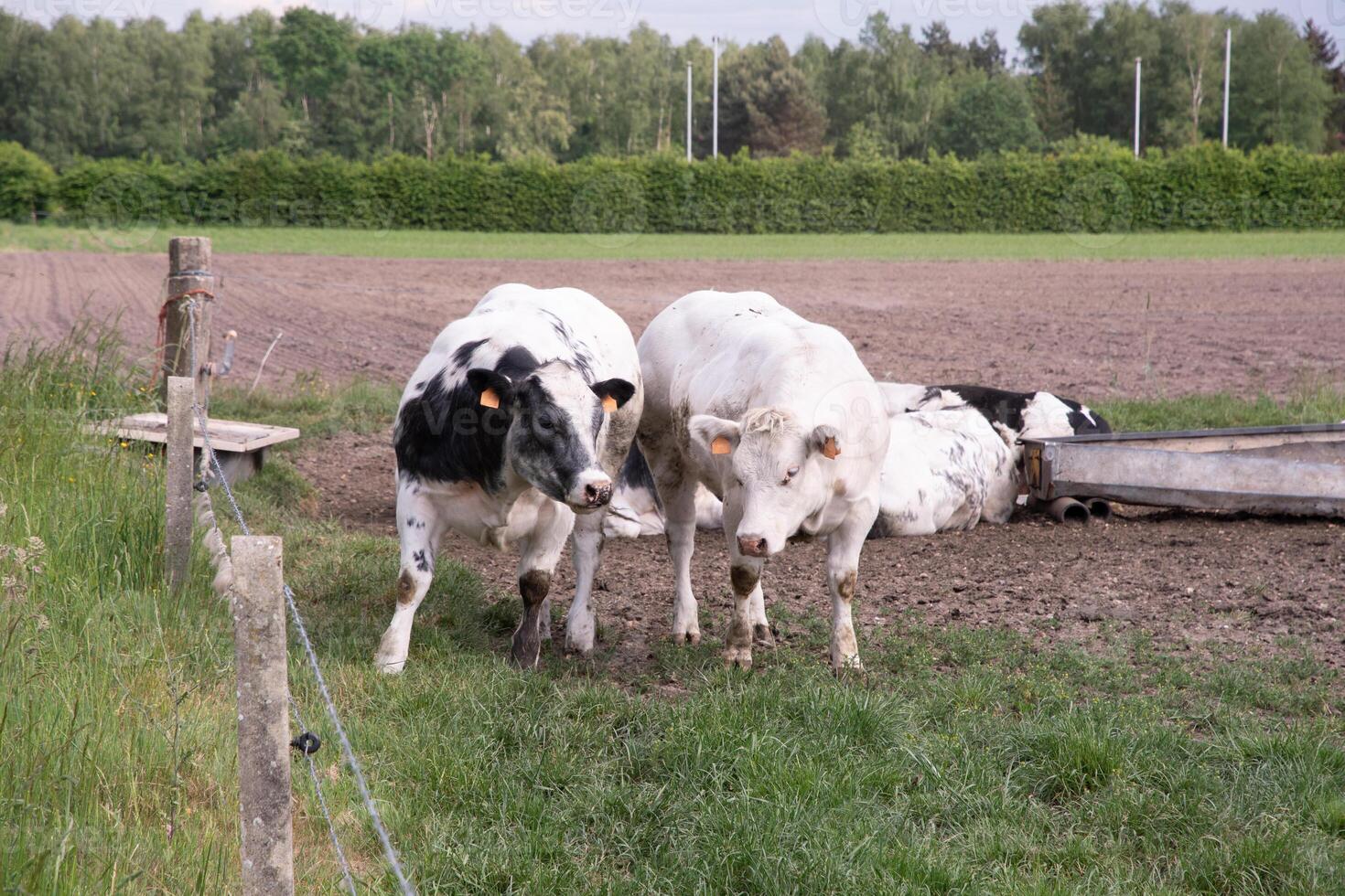 un grupo de multicolor negro y blanco vacas pacer en un corral en verde césped foto