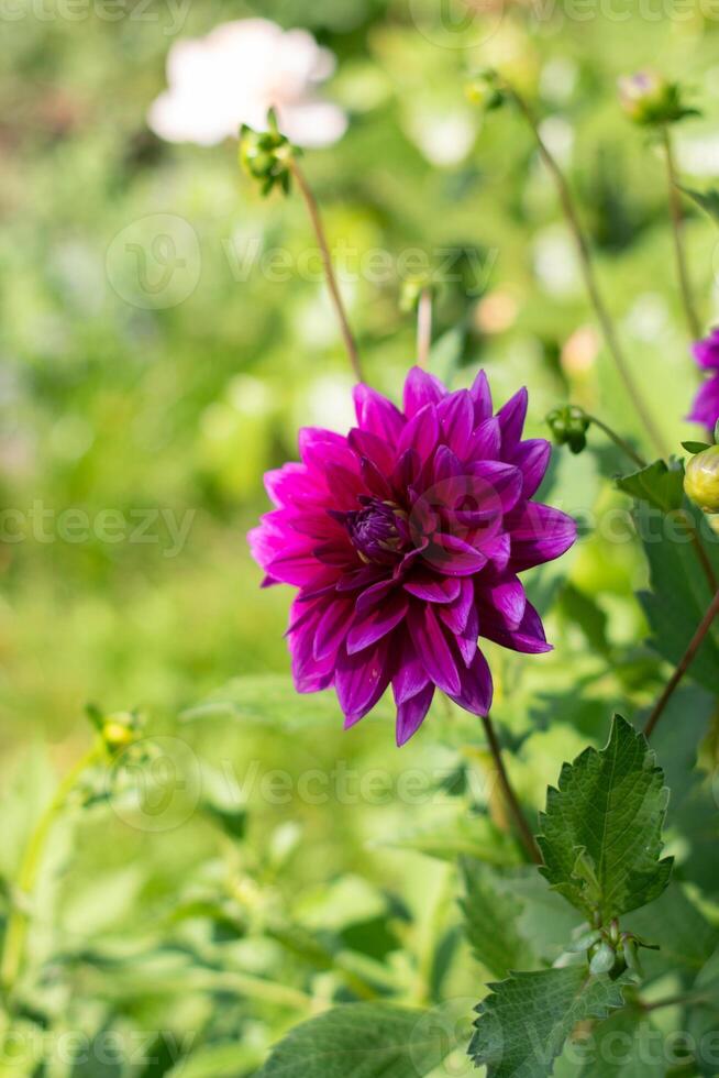 Purple decorative luxury, Thomas A.Edison dahlia in bloom in the summer garden, natural floral background photo