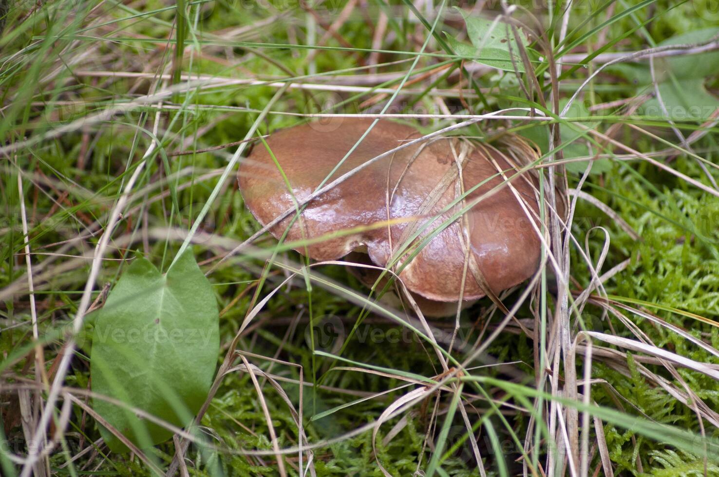 fresh butterdish edible mushroom among the grass, autumn harvest in the forest photo