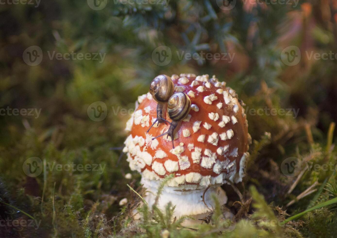 two small snails crawling on a fly agaric that grows among the green moss photo