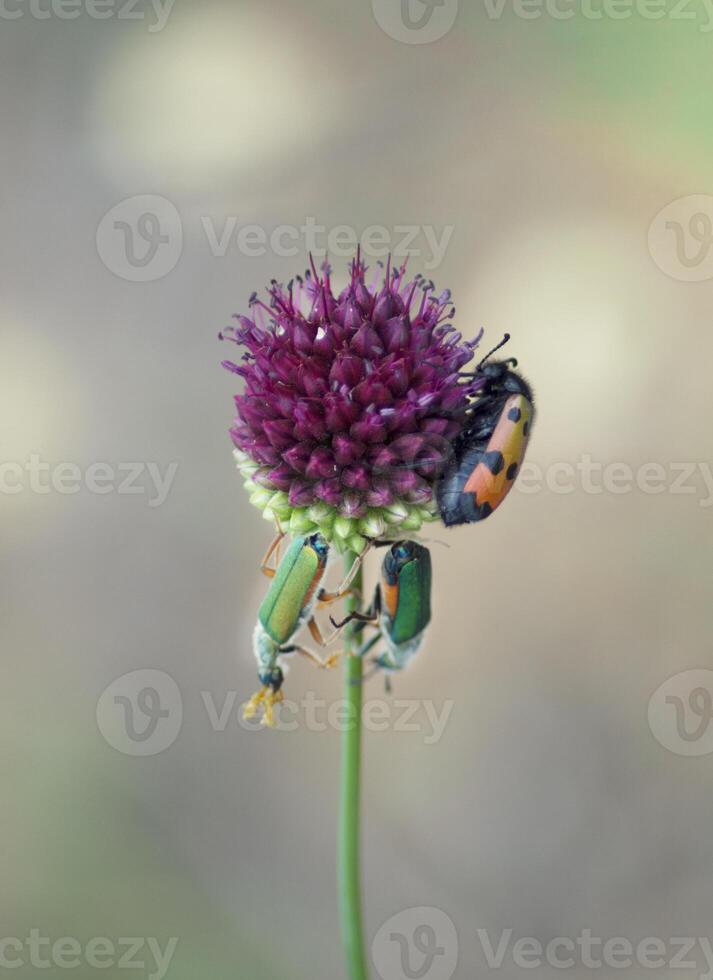 multi-colored beetles on a purple wild onion closeup natural background photo