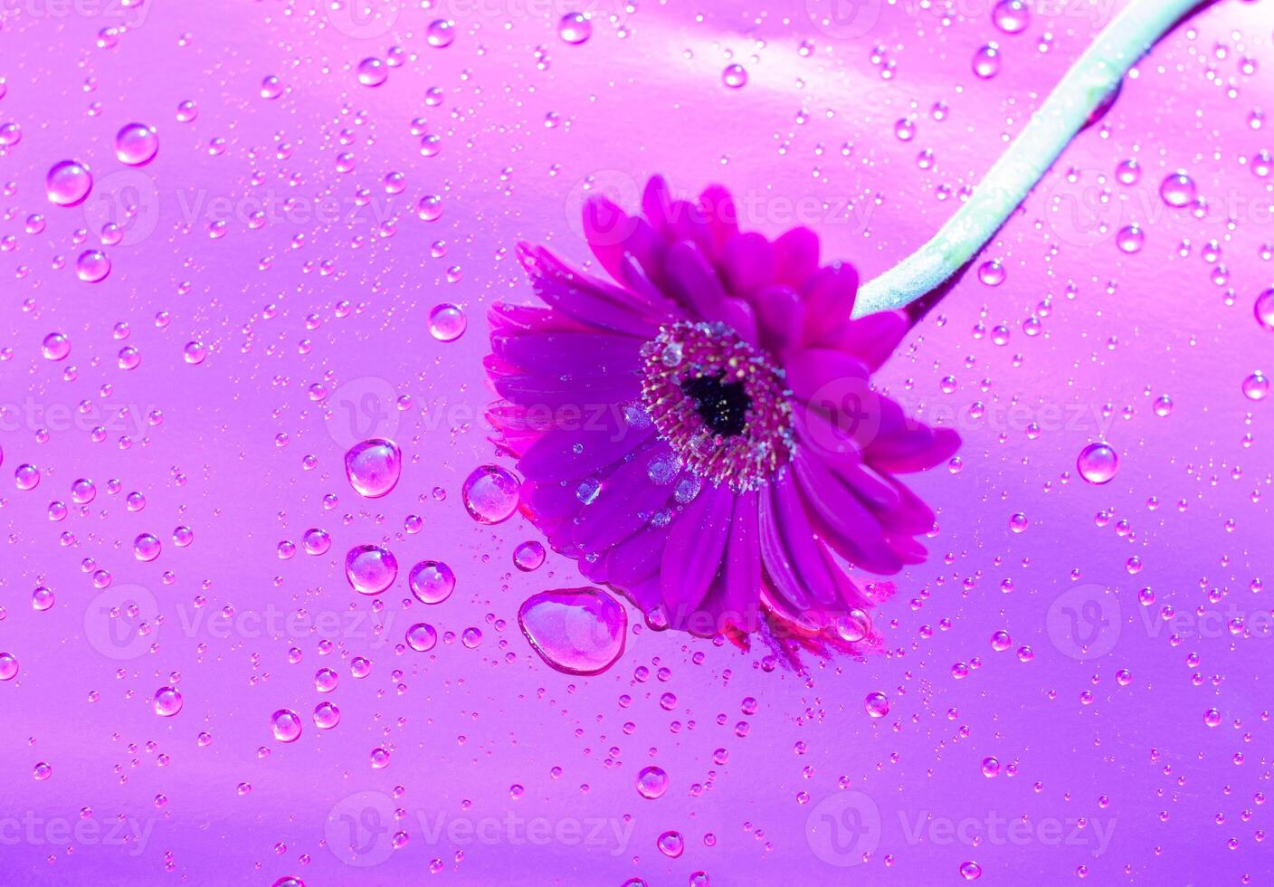 one purple gerbera on neon purple background, close angle, spring mood, flower photo
