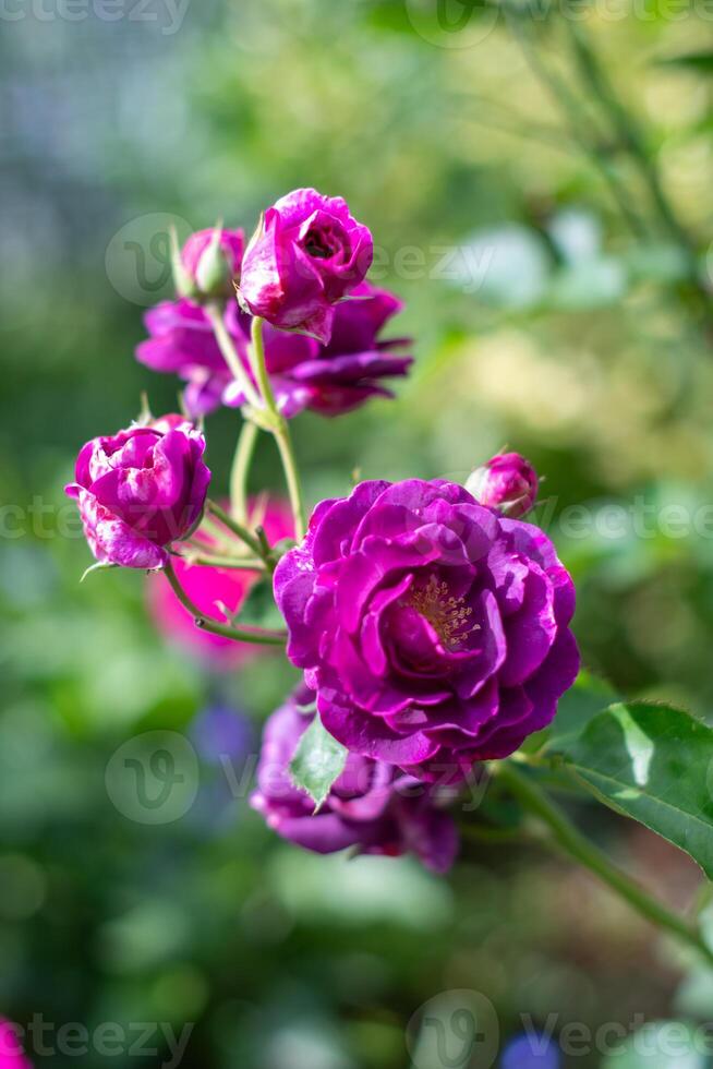 púrpura Violeta mezclado color floribunda Rosa borgoña hielo flores en el jardín, en contra borroso verde hojas foto