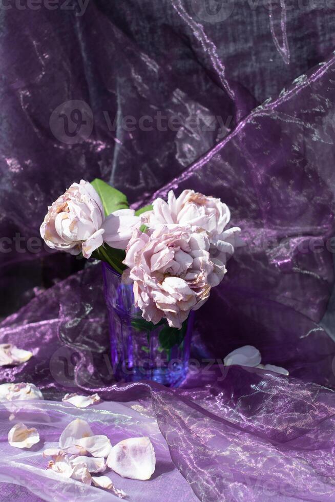 lilac roses in a blue glass on a chair against a background of purple chiffon photo