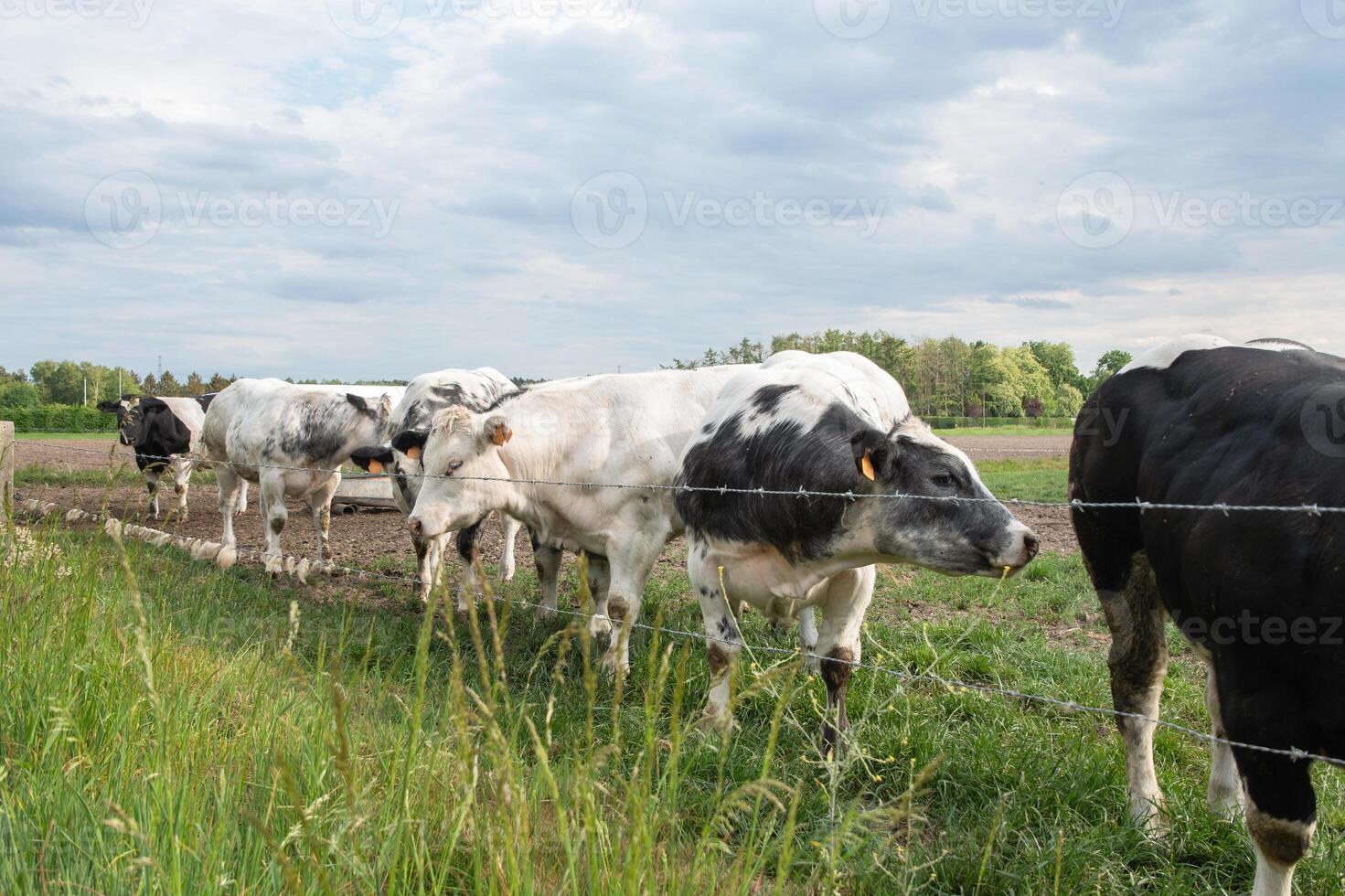 a group of multi-colored black and white cows graze in a corral on green grass photo