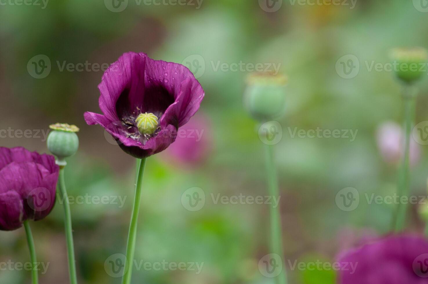 amazing purple poppies summer buds of summer flowers close up, floral background photo