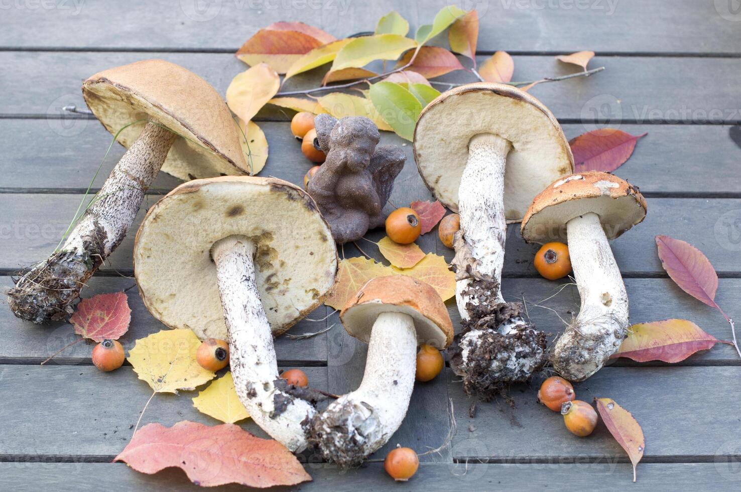 fresh boletus are scattered on the table,the autumn harvest of forest mushrooms photo