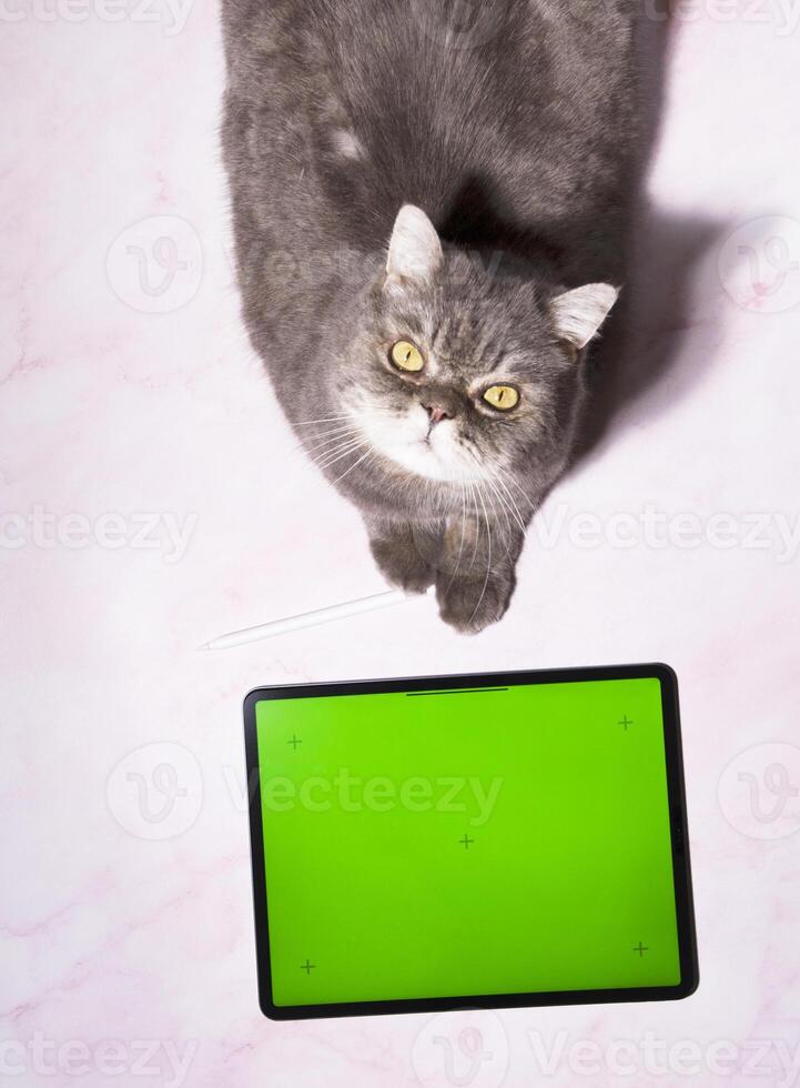 un gato se sienta en un mesa siguiente a un tableta con verde pantalla, un mascota pedidos comida foto