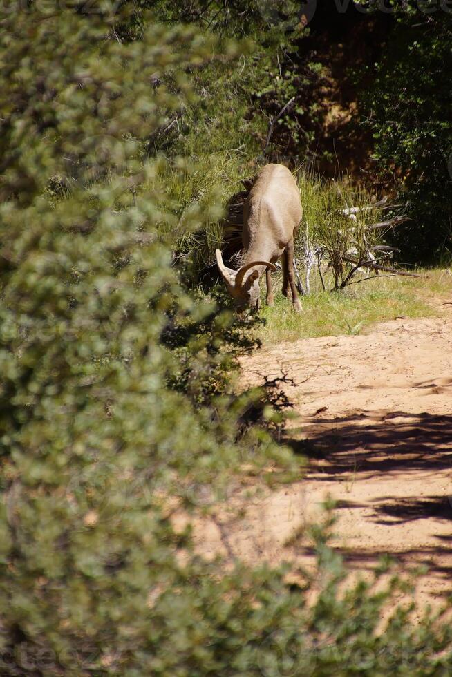 Rocky Mountain sheep  Ovis canadensis  grazing photo