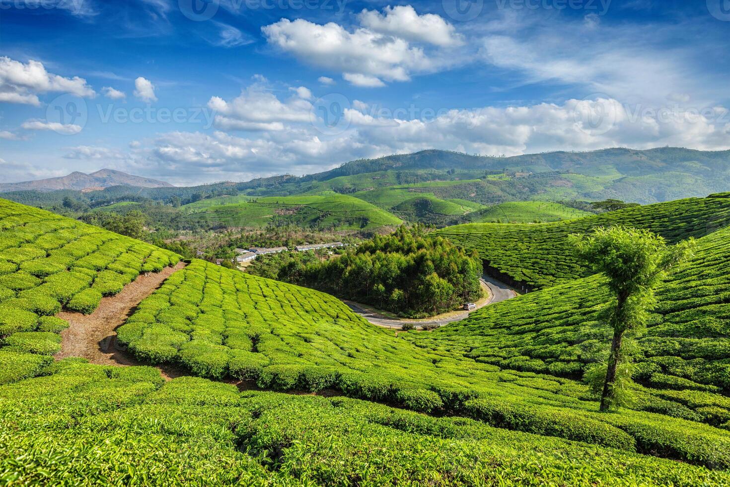 Tea plantations, Munnar, Kerala state, India photo