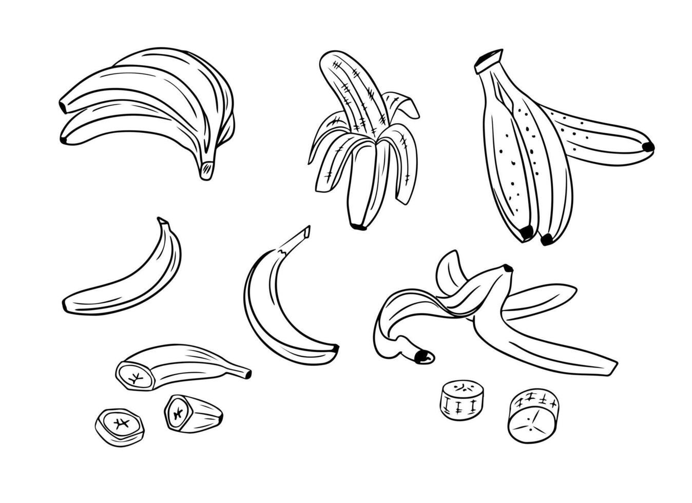 Banana bunch. Hand drawn outline doodle set. Black contour sketchy fruits and cut pieces on white background. Healthy food or vegan concept. Ideal for coloring pages, tattoo, pattern vector