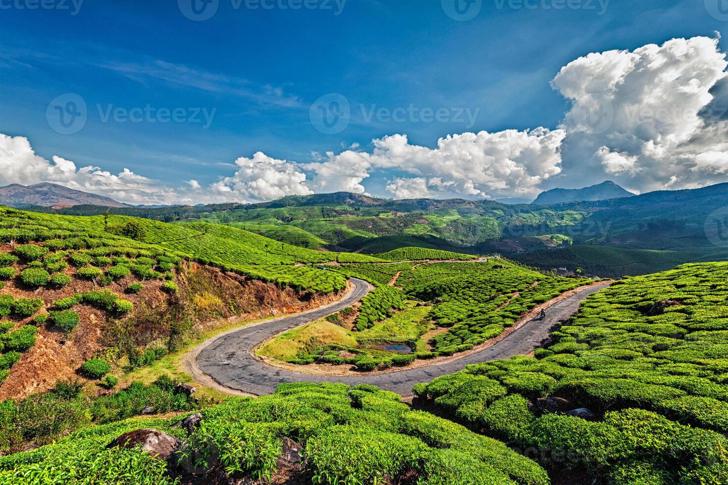 Road in tea plantations, India photo