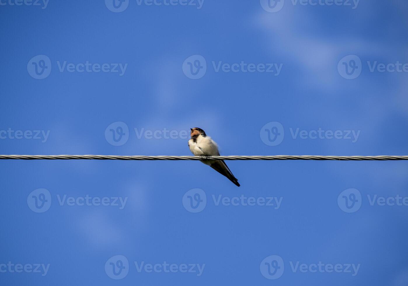 Swallows on the wires. Swallows against the blue sky. The swallo photo