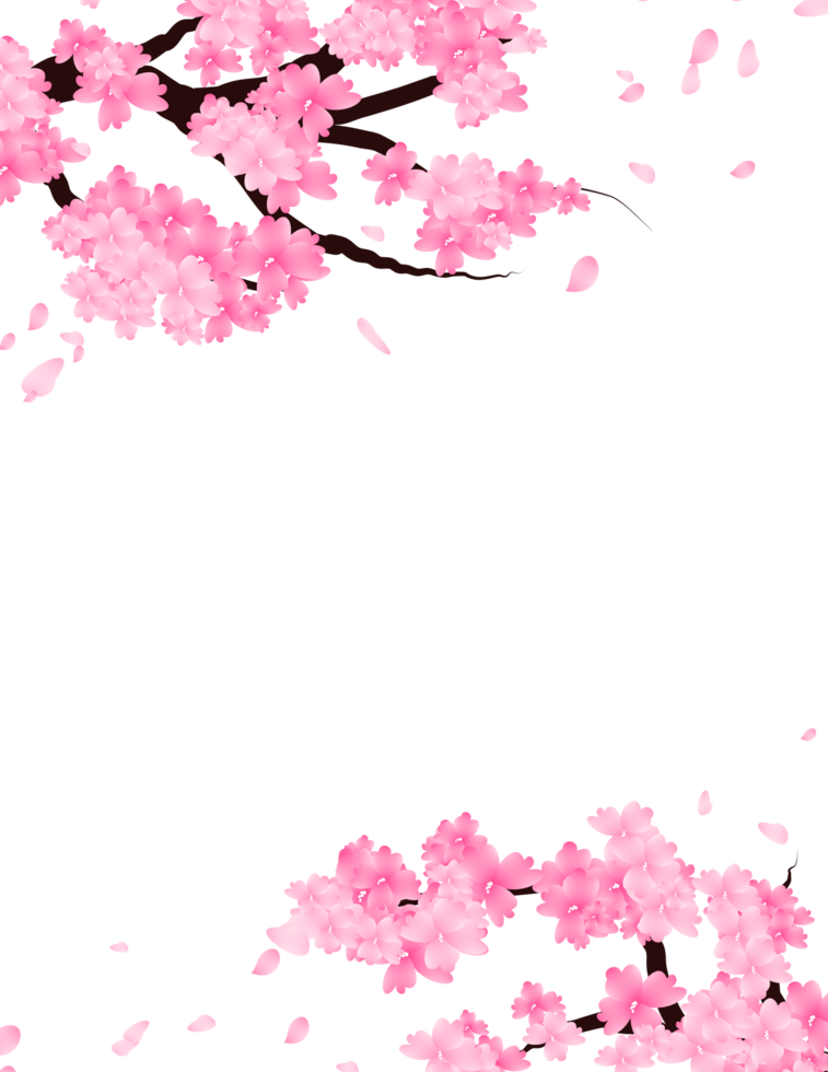 Sakura Pink Flowers Branch. Spring Cherry Bloom Border Background. png
