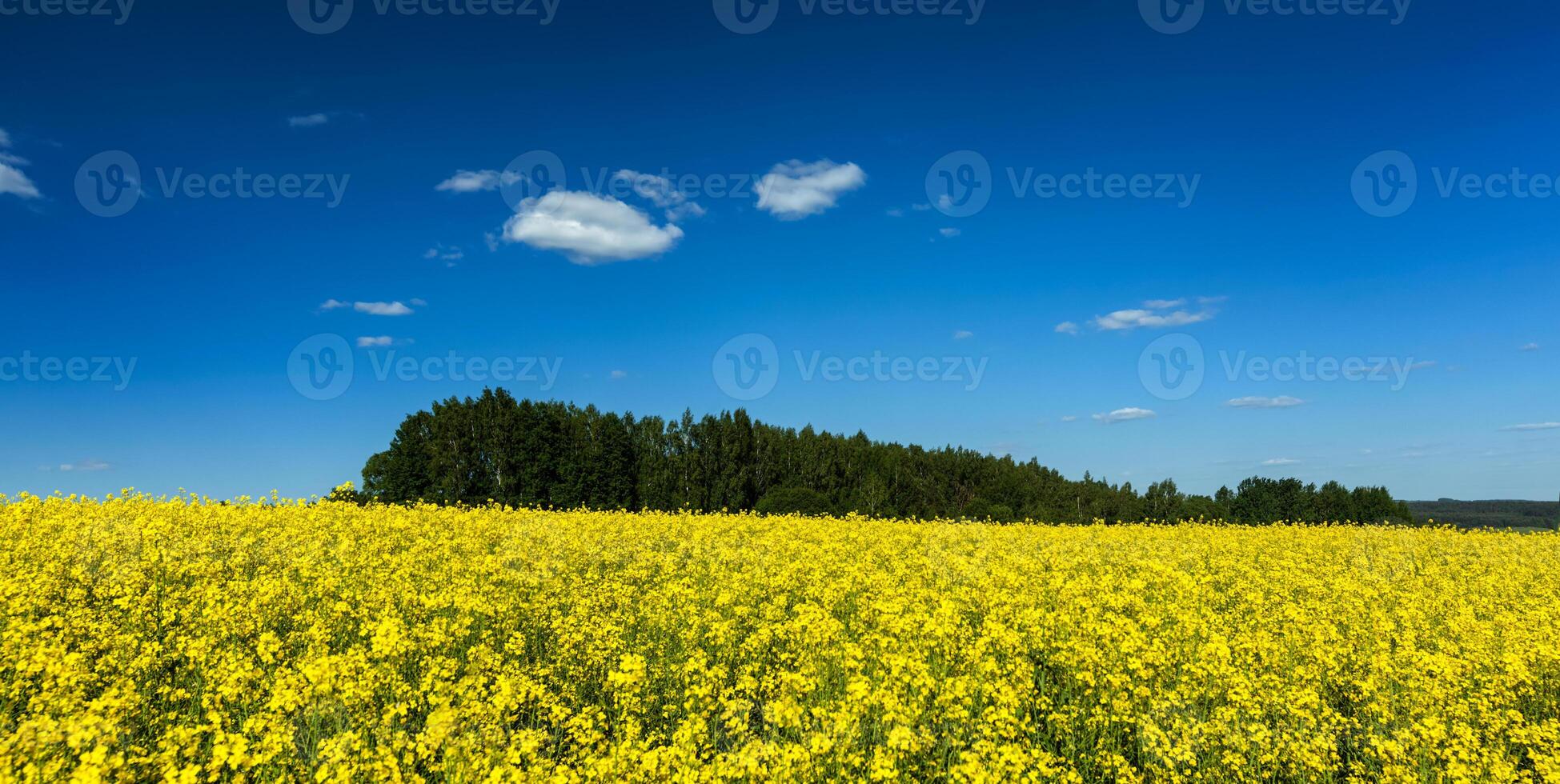 Spring summer background - rape field with blue sky photo