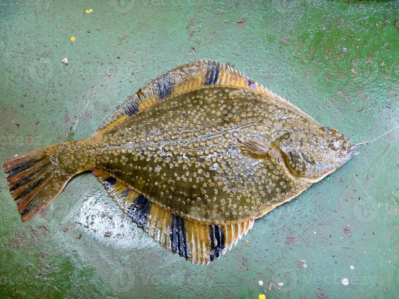 Flounder on the deck. Fishing on the boat. Bottom fish photo